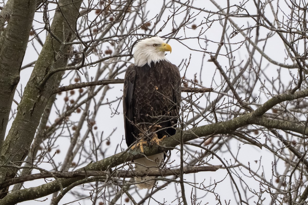 Pygargue à tête blanche - ML646157313
