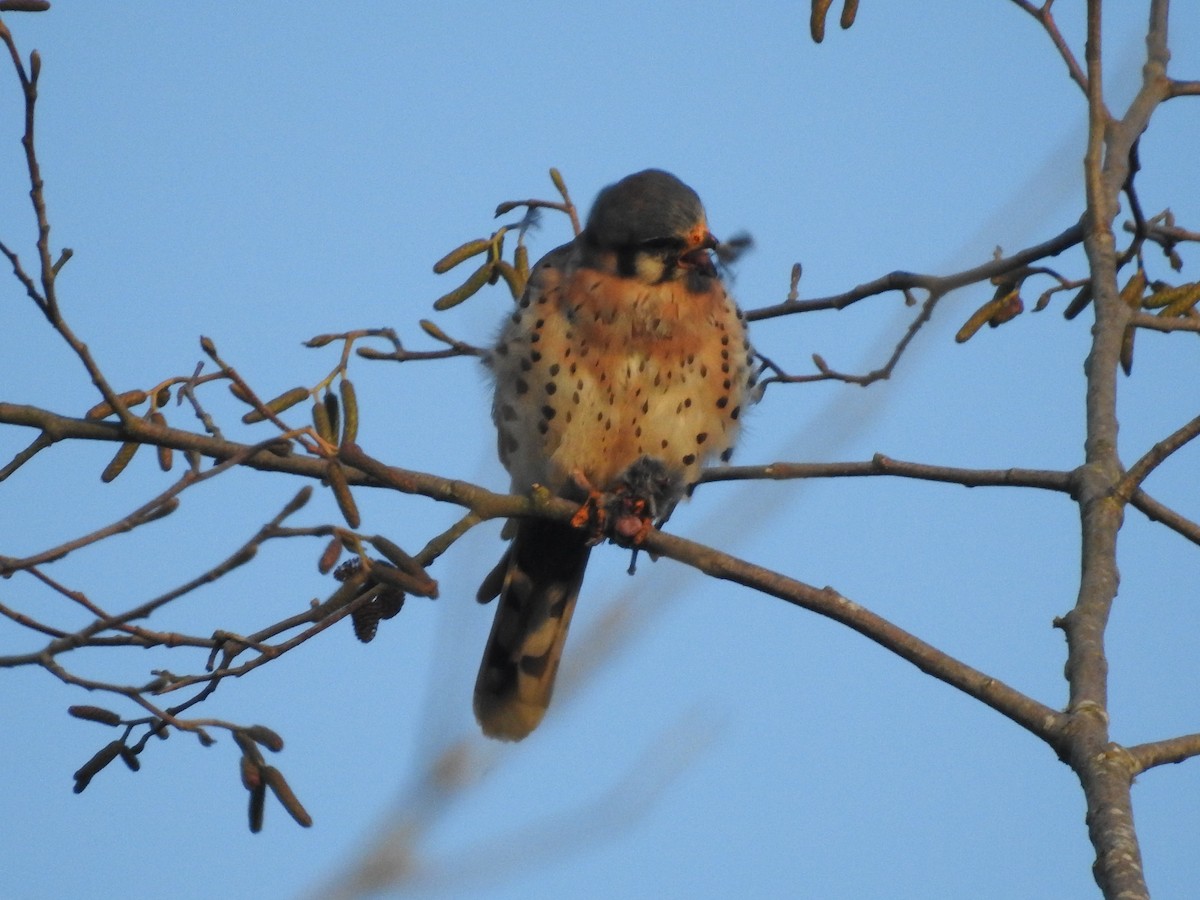 American Kestrel - ML646157314