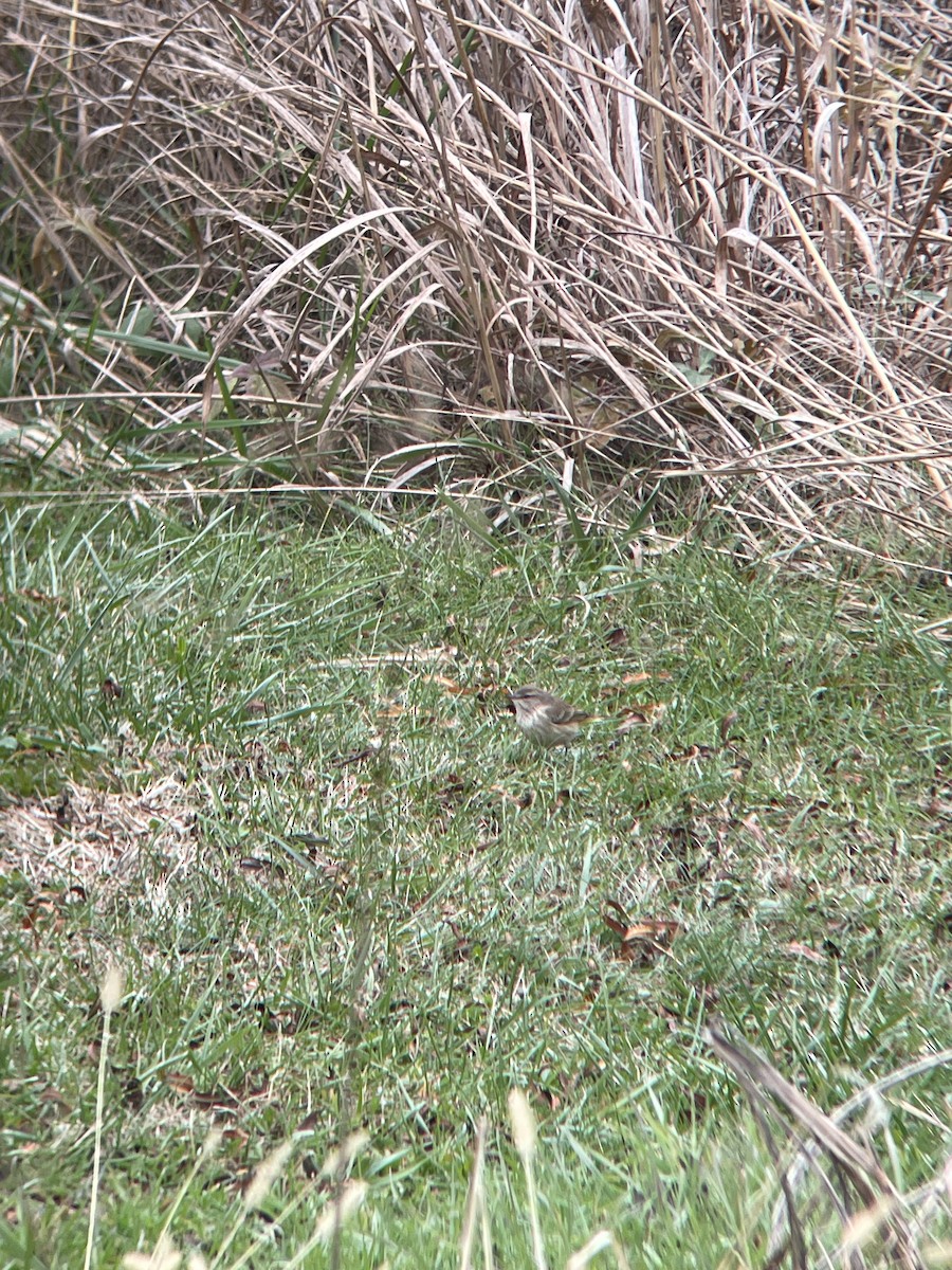 Palm Warbler - ML646157324