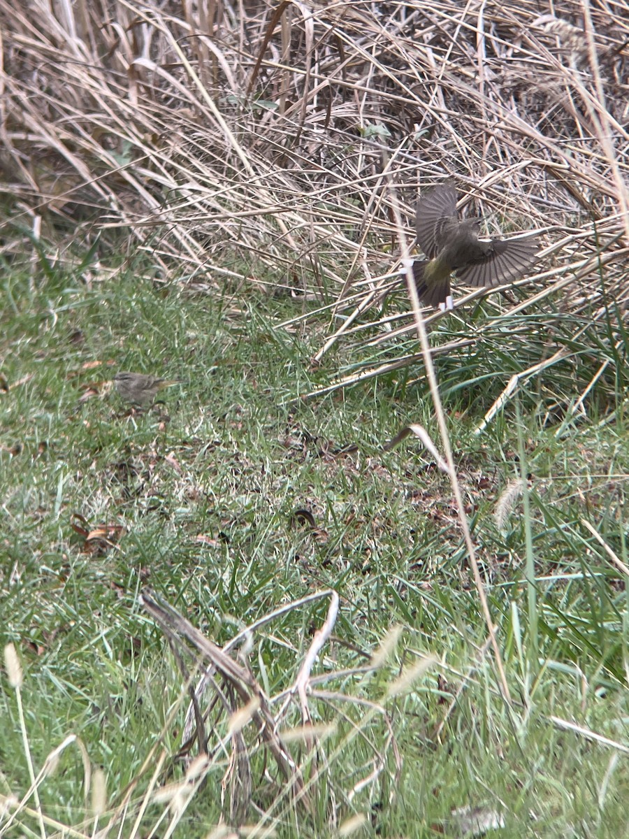 Palm Warbler - ML646157325