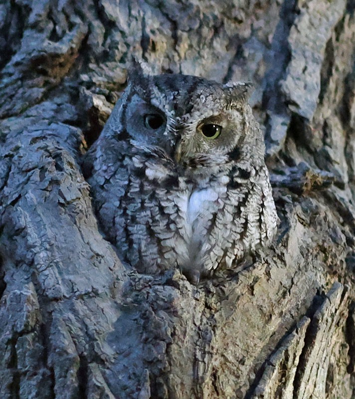 Eastern Screech-Owl - ML646157326