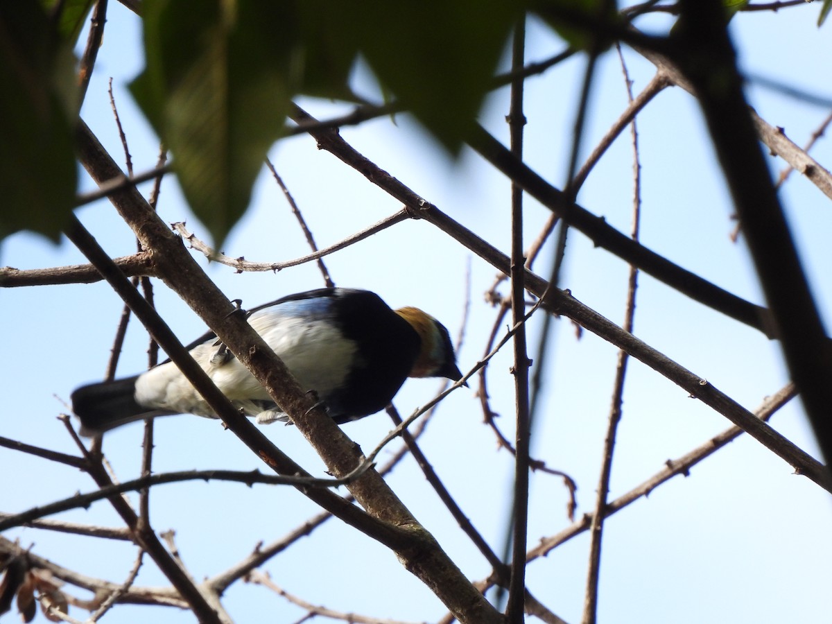 Golden-hooded Tanager - ML646157329