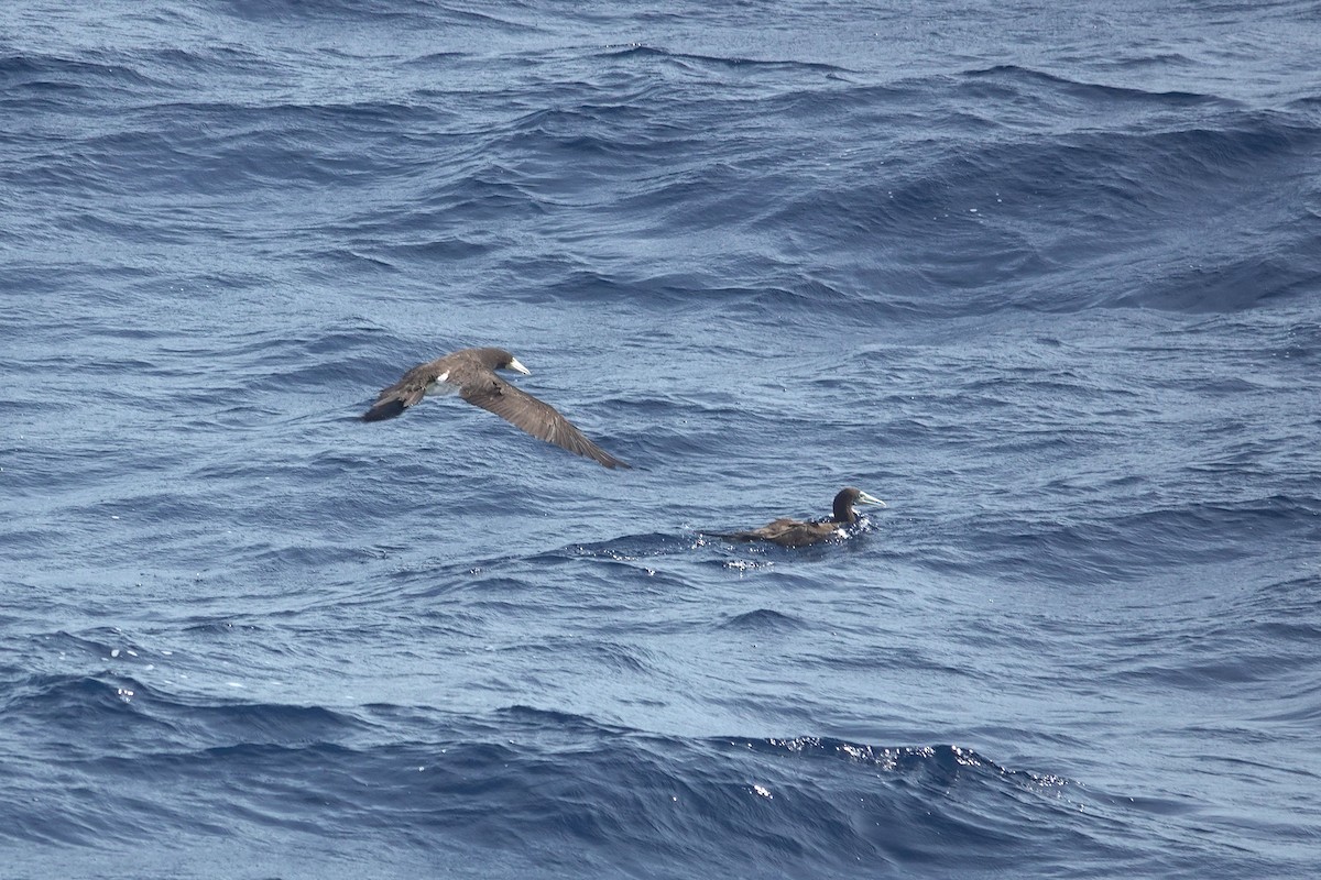 Sula fosca - ML646157331