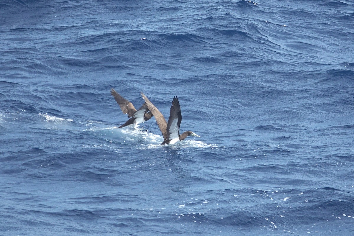 Sula fosca - ML646157332