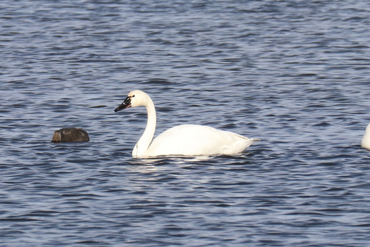 Tundra Swan (Whistling) - ML646157335