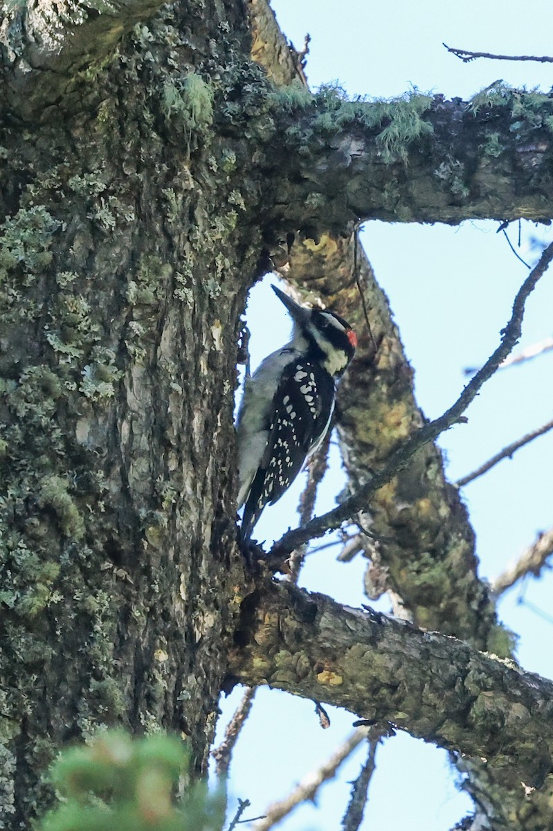 Hairy Woodpecker - ML646157339
