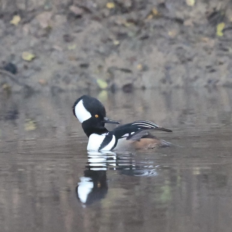 Hooded Merganser - ML646157342