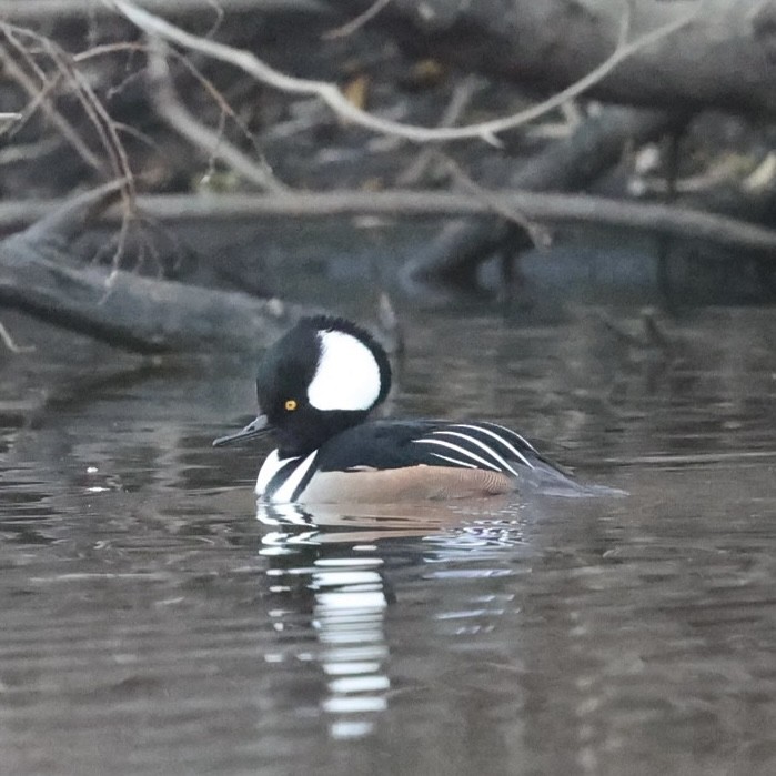 Hooded Merganser - ML646157343