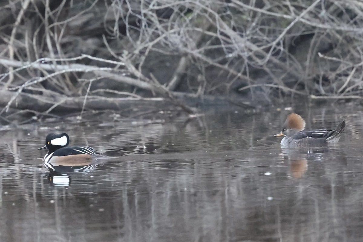 Hooded Merganser - ML646157344