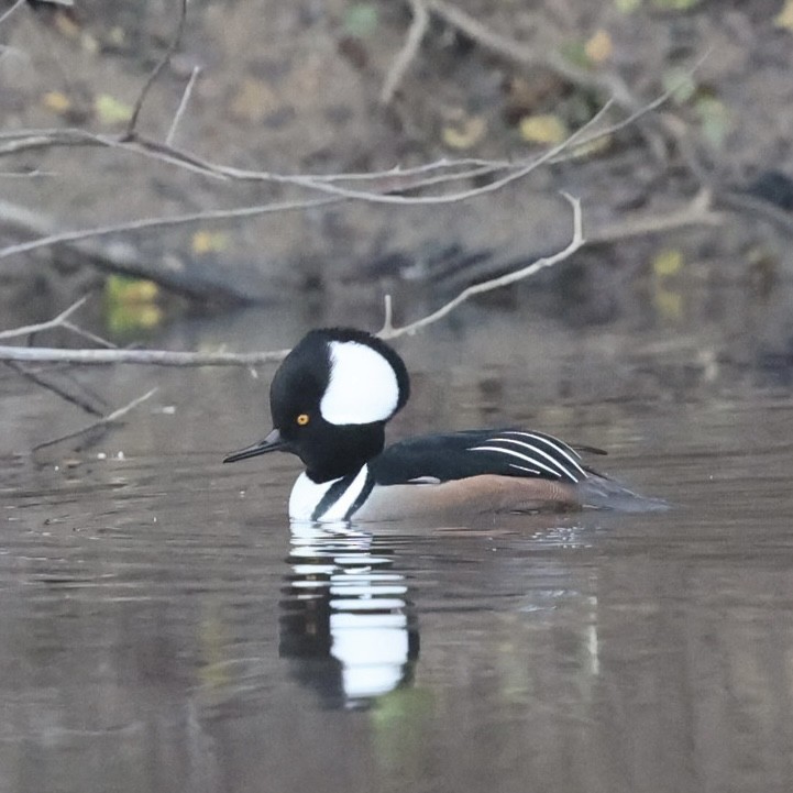 Hooded Merganser - ML646157345