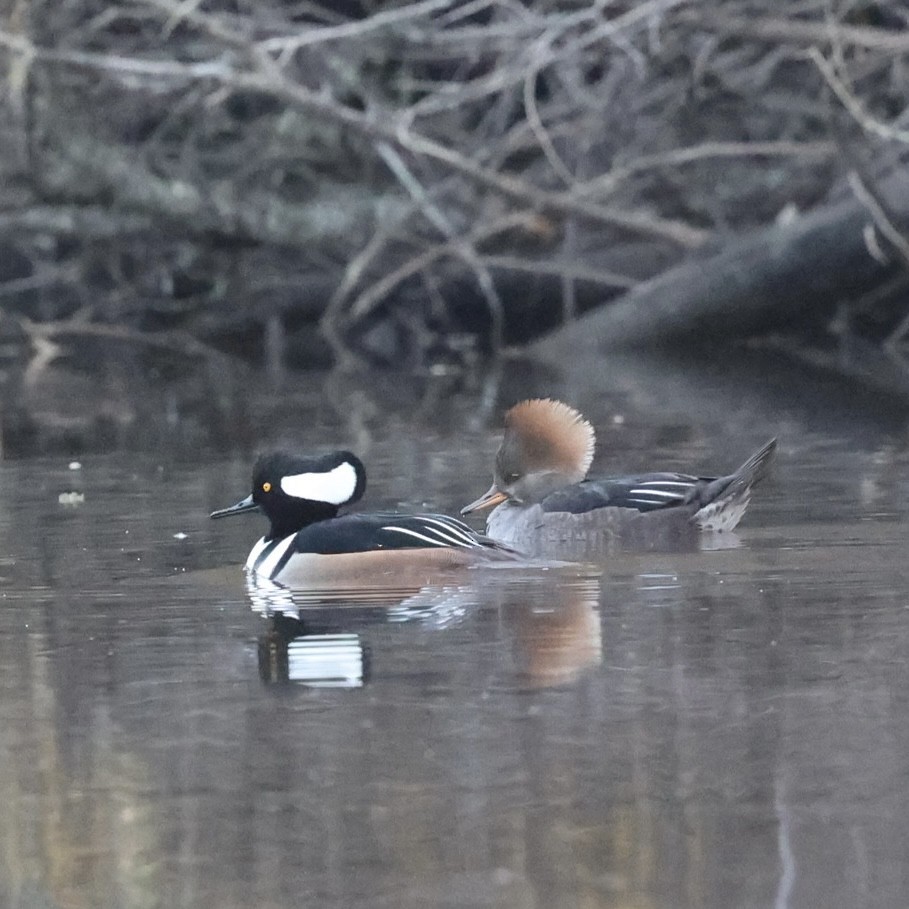 Hooded Merganser - ML646157346