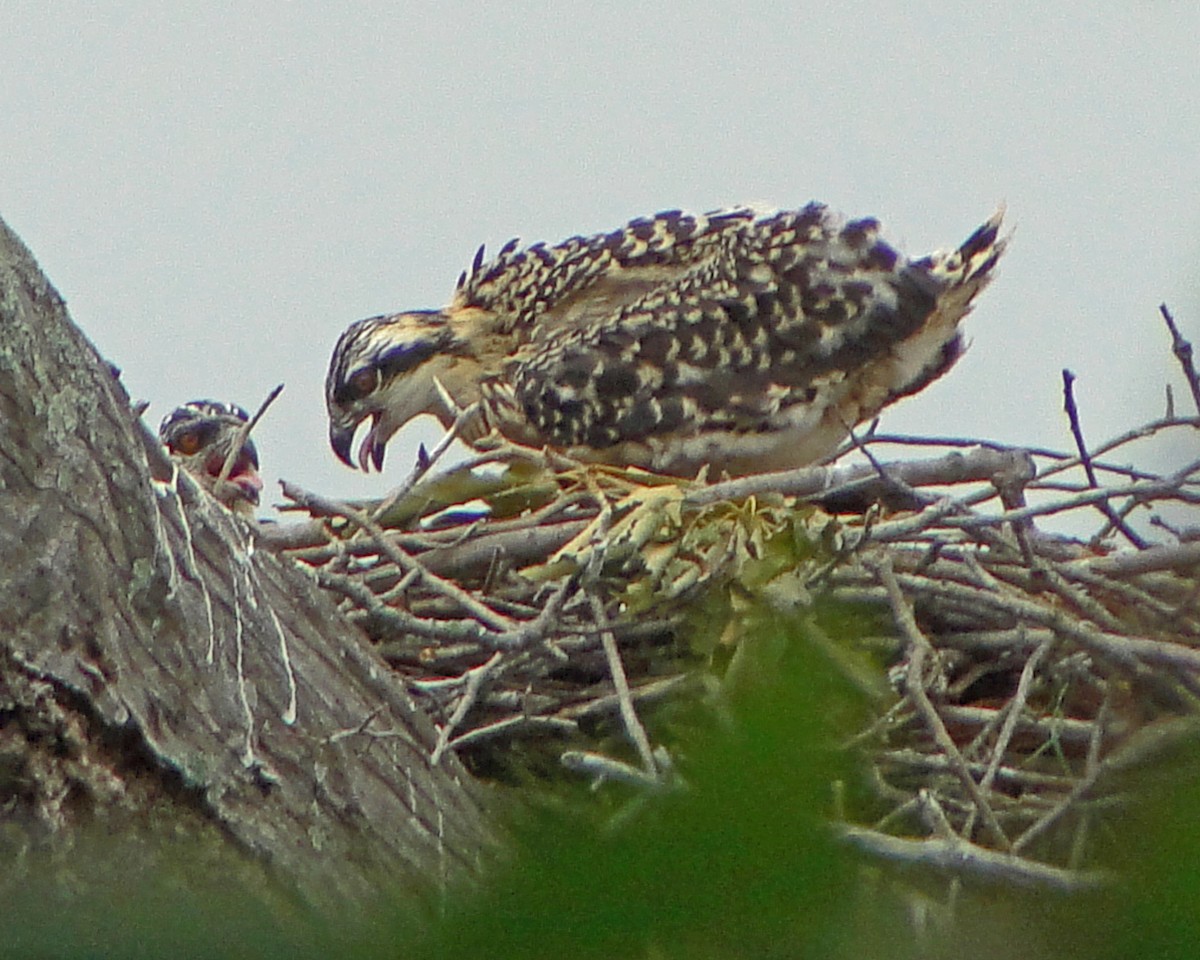 Osprey - ML646157347