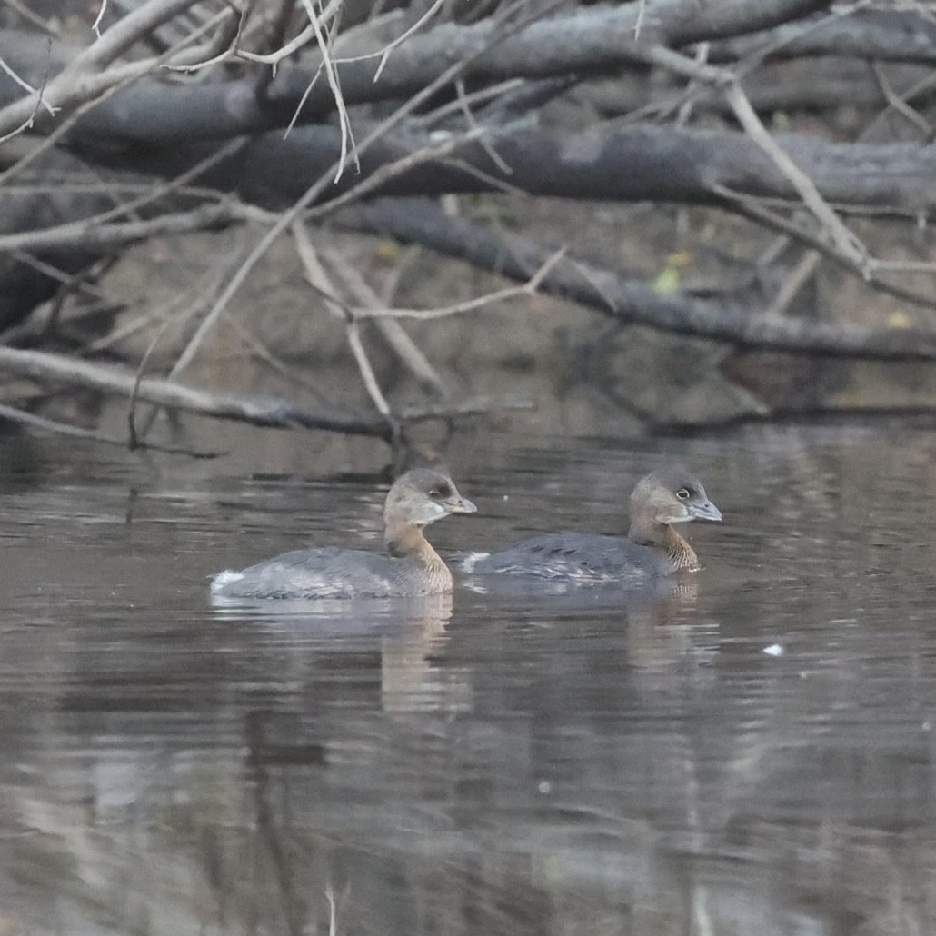 Pied-billed Grebe - ML646157349