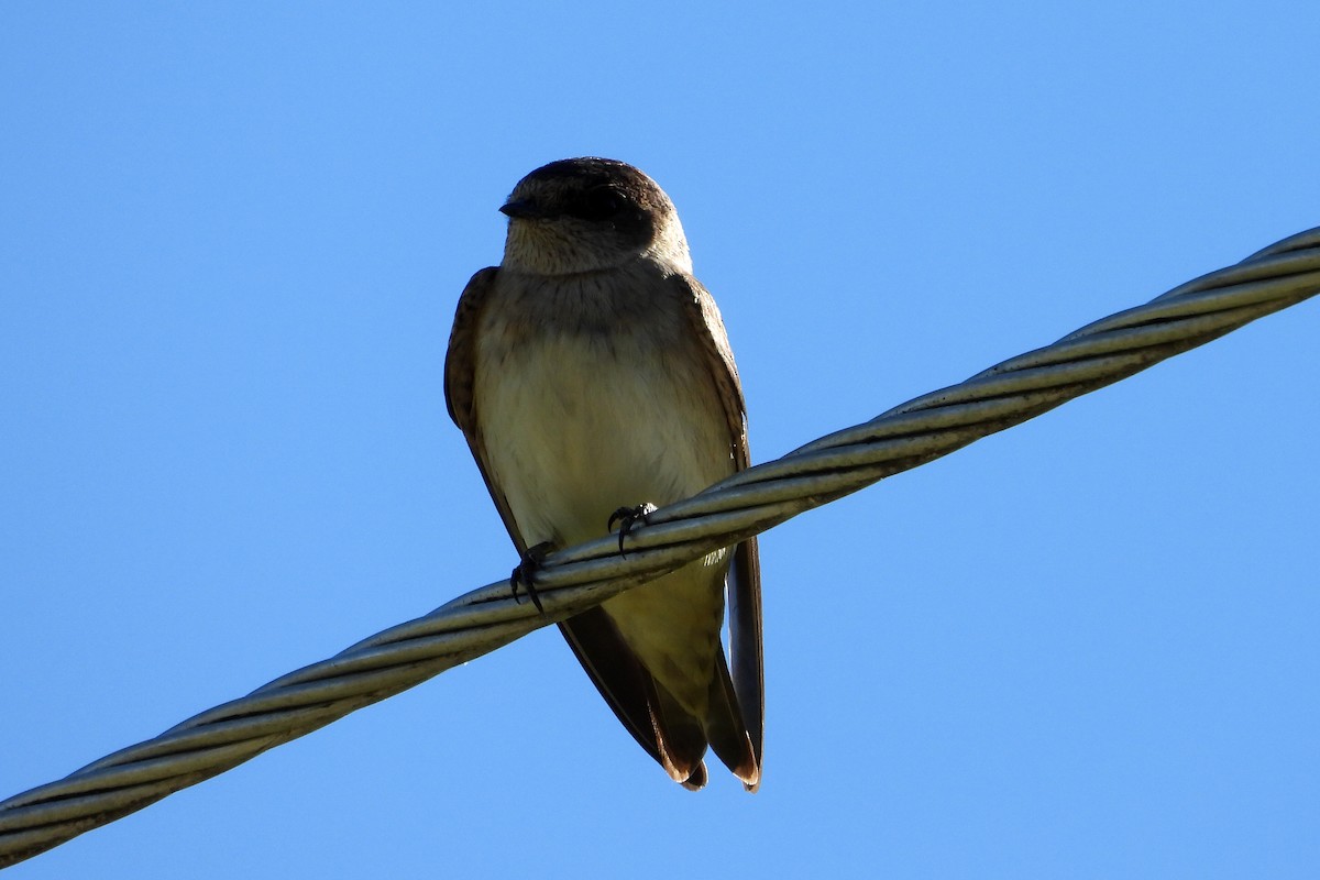 Tree Martin - ML646157352