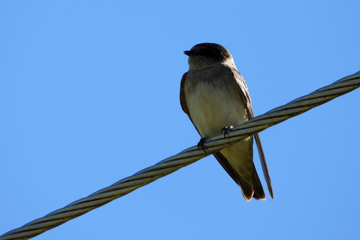 Tree Martin - ML646157353