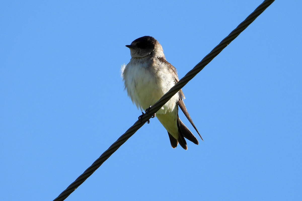 Tree Martin - ML646157354