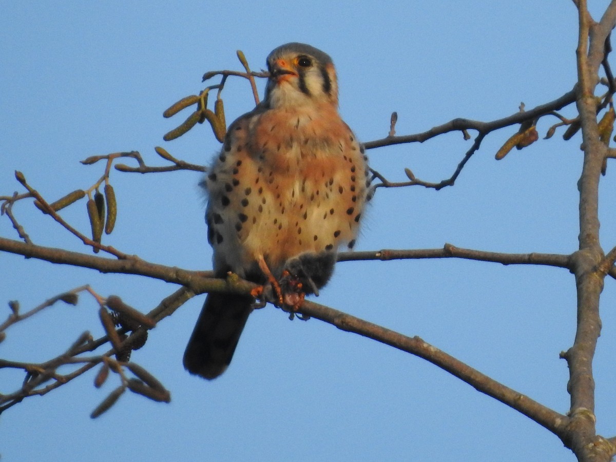 American Kestrel - ML646157355
