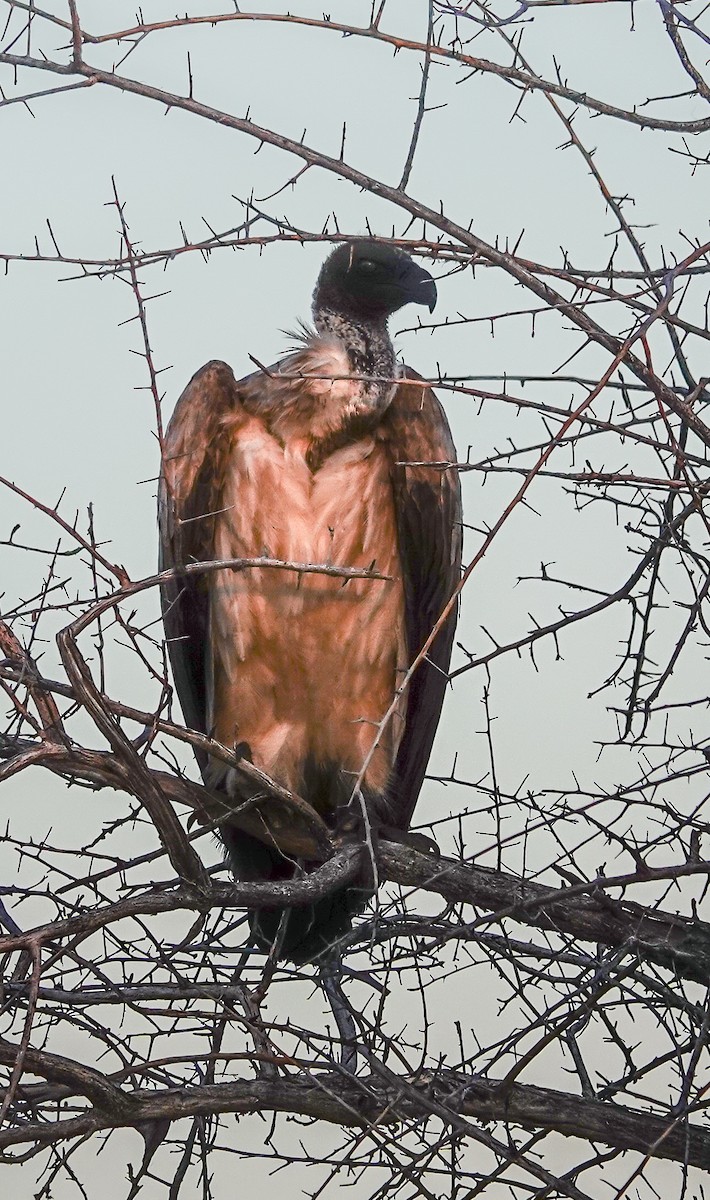 White-backed Vulture - ML646157356