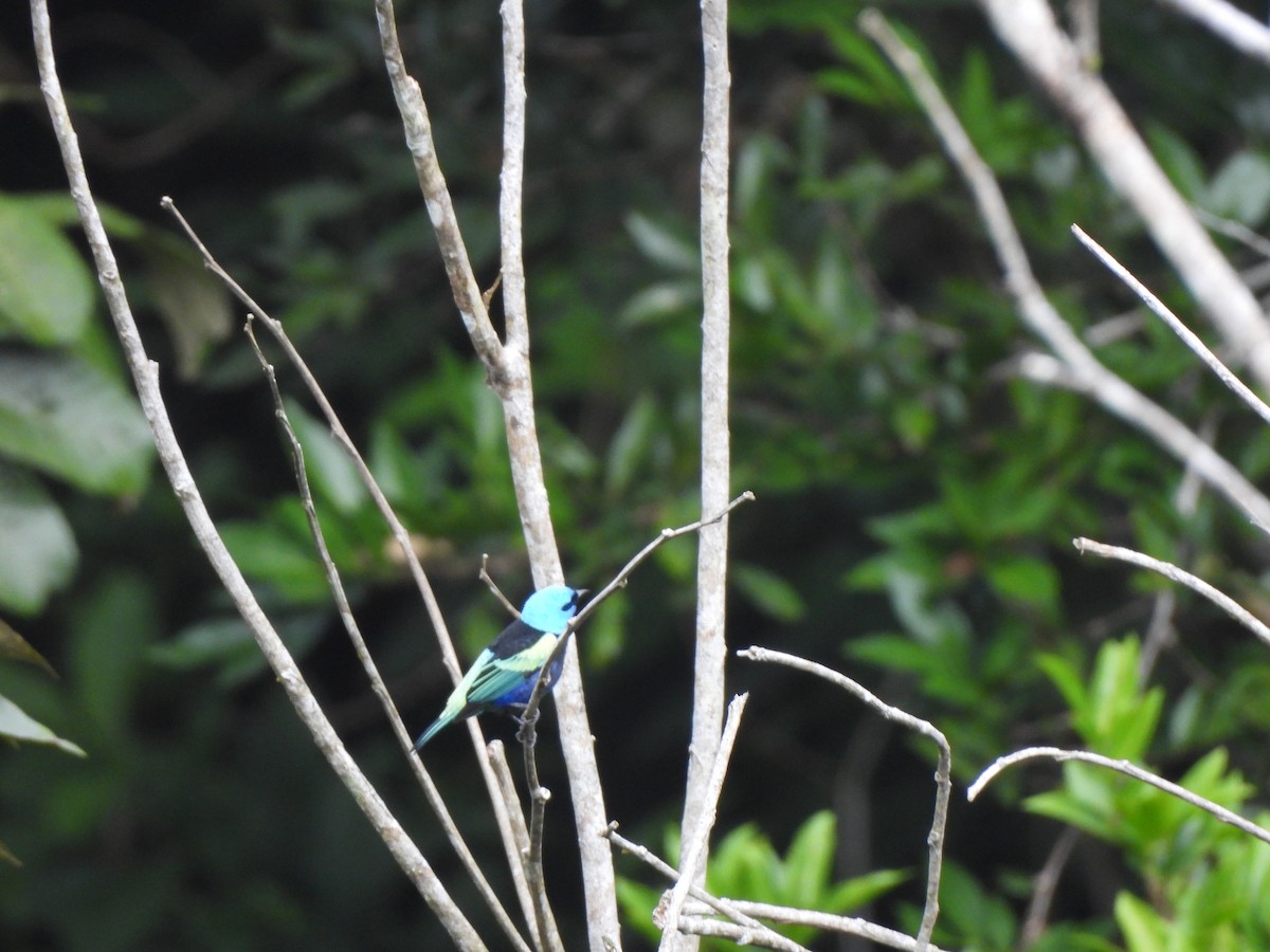 Calliste à cou bleu - ML646157358