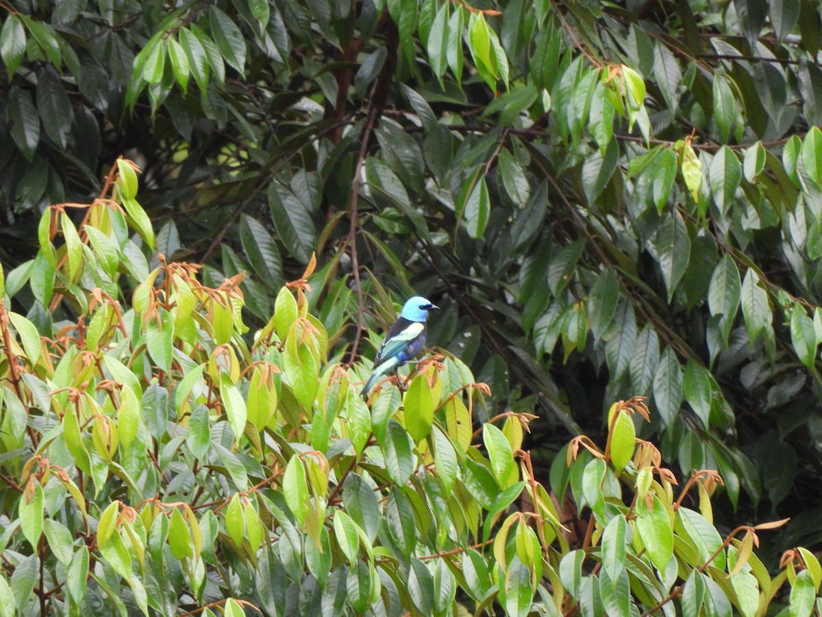 Calliste à cou bleu - ML646157359