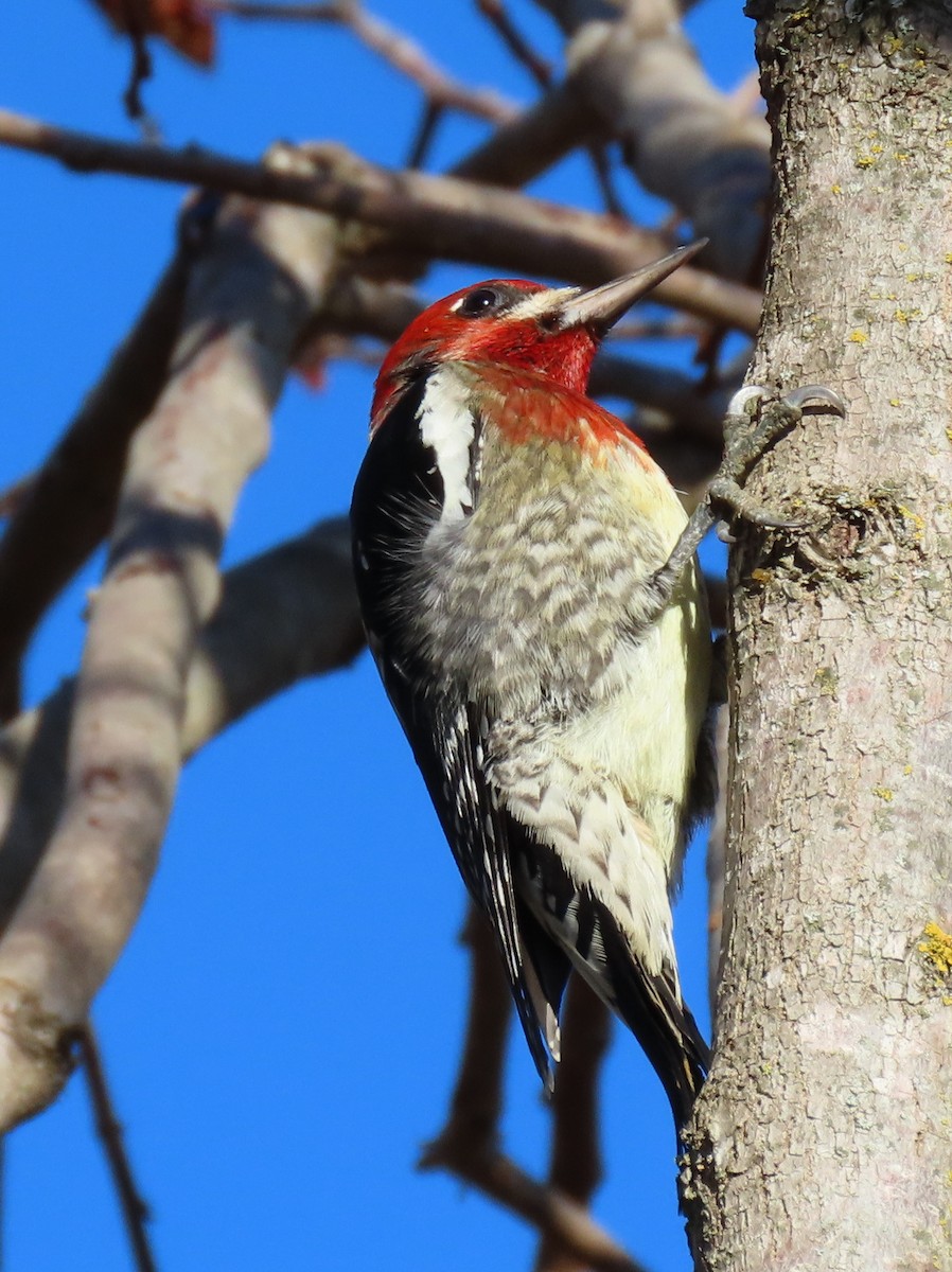 Red-breasted Sapsucker - ML646157360