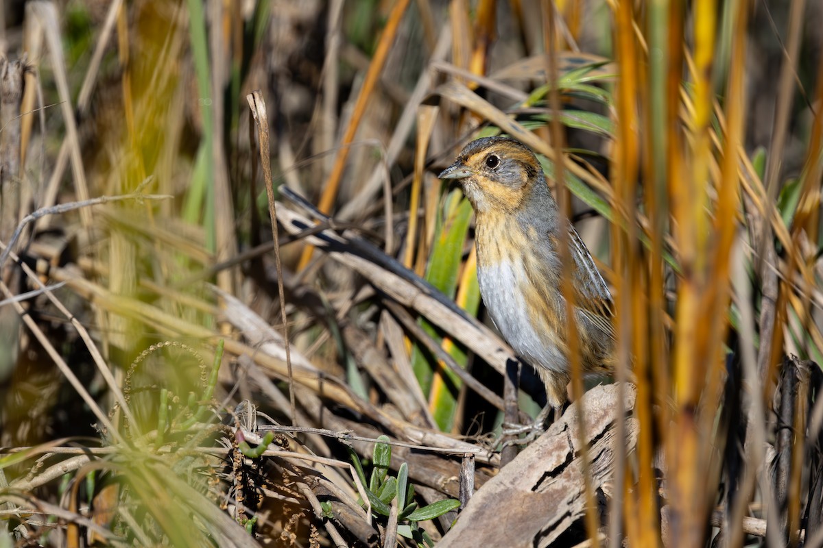Nelson's Sparrow - ML646157363