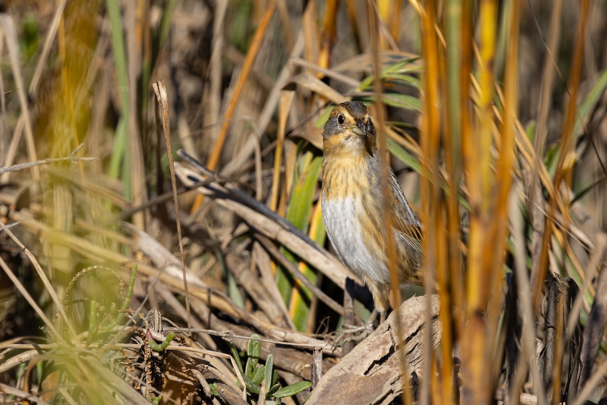 Nelson's Sparrow - ML646157364