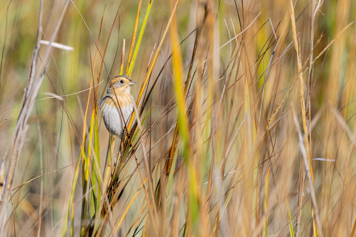 Nelson's Sparrow - ML646157365