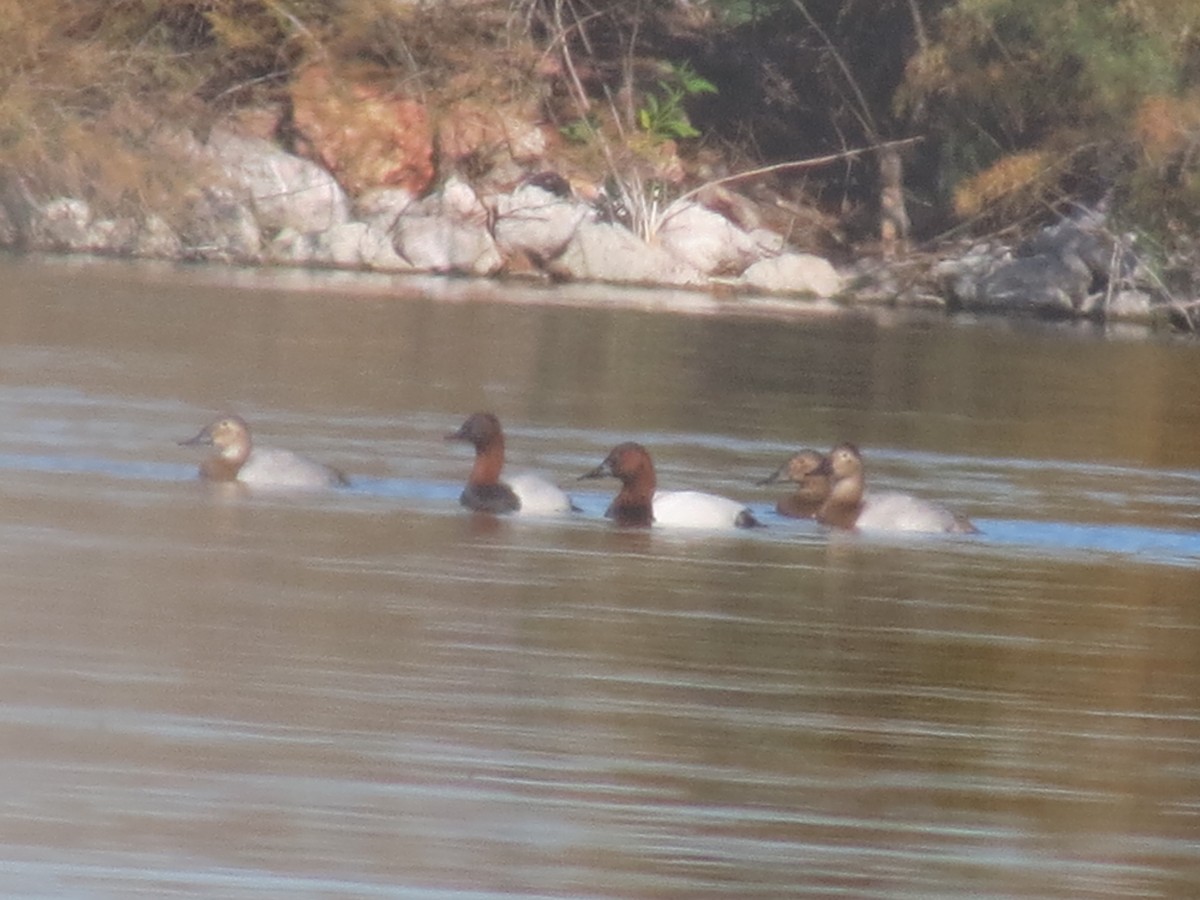 Fuligule à dos blanc - ML646157369