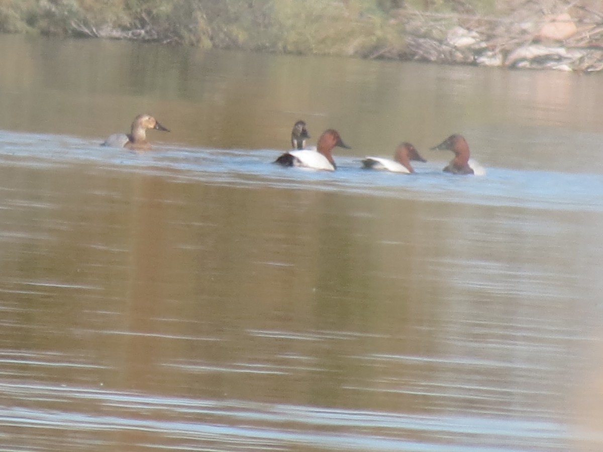 Fuligule à dos blanc - ML646157370