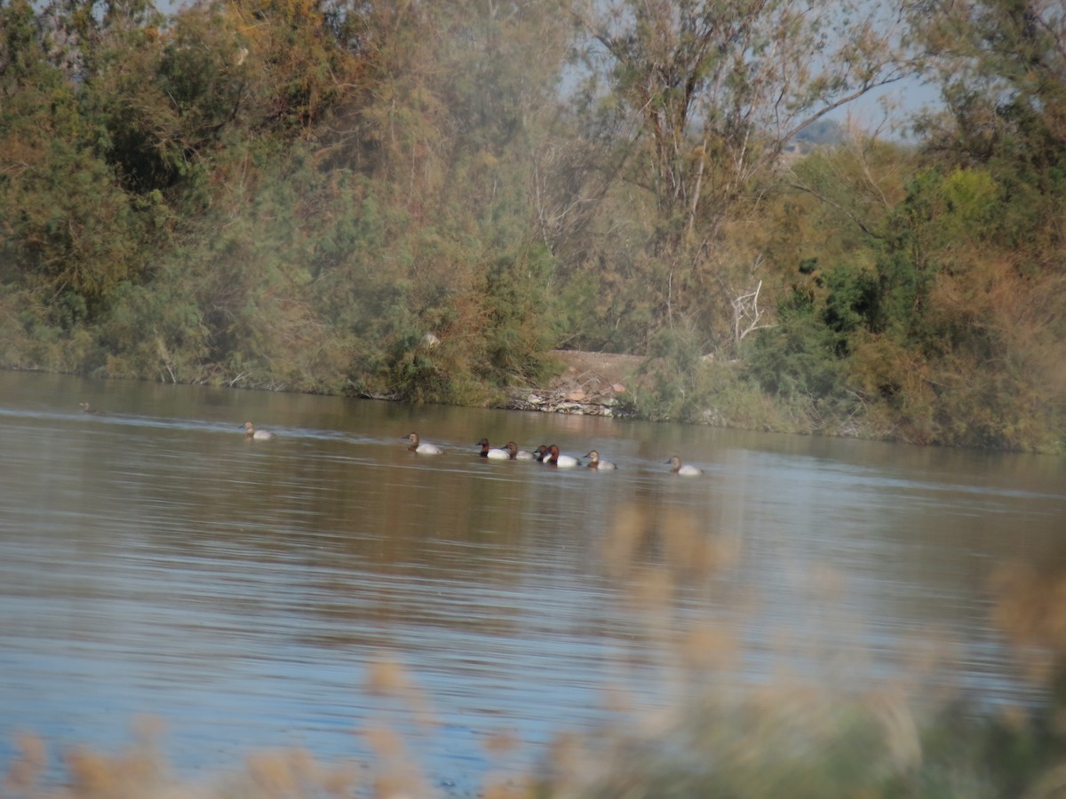 Fuligule à dos blanc - ML646157371