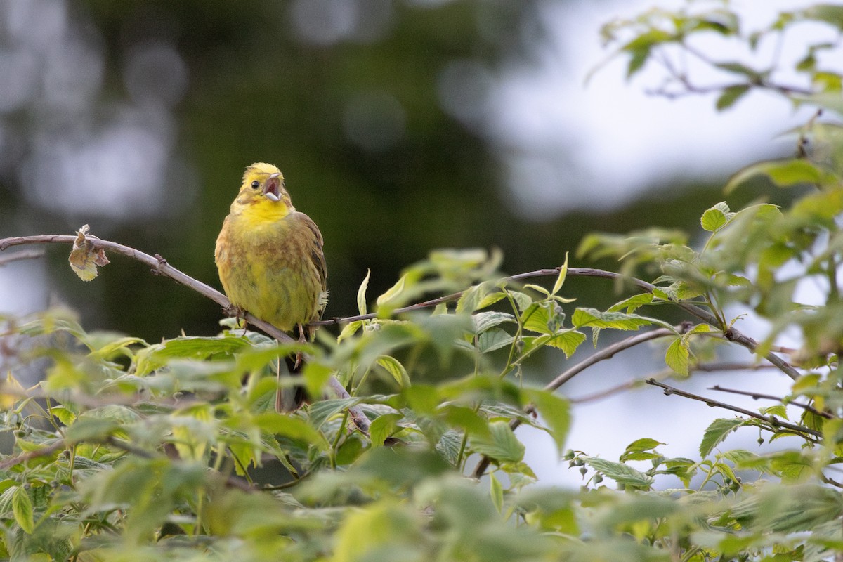 Yellowhammer - ML646157388