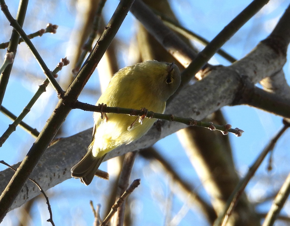 Orange-crowned Warbler - ML646157389