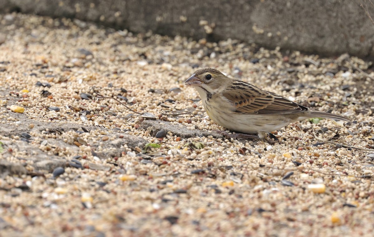 Dickcissel - ML646157391