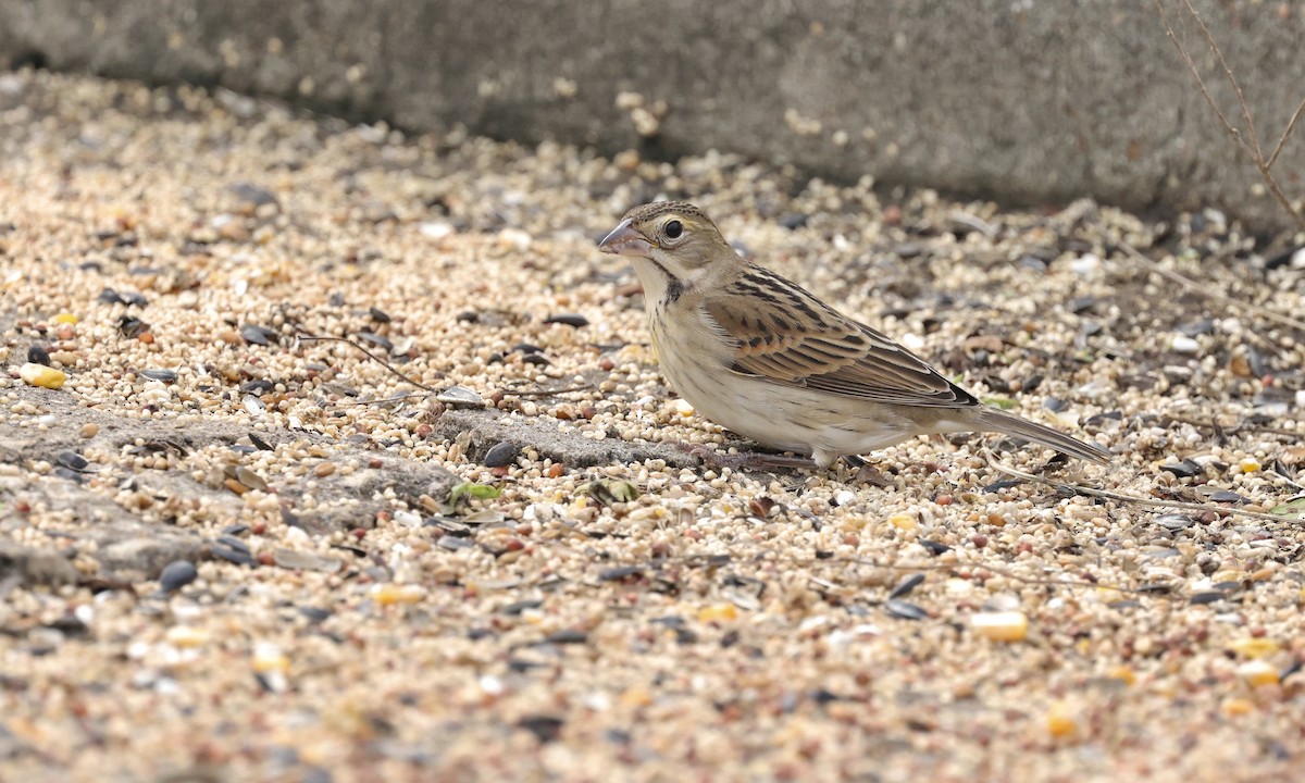 Dickcissel - ML646157392