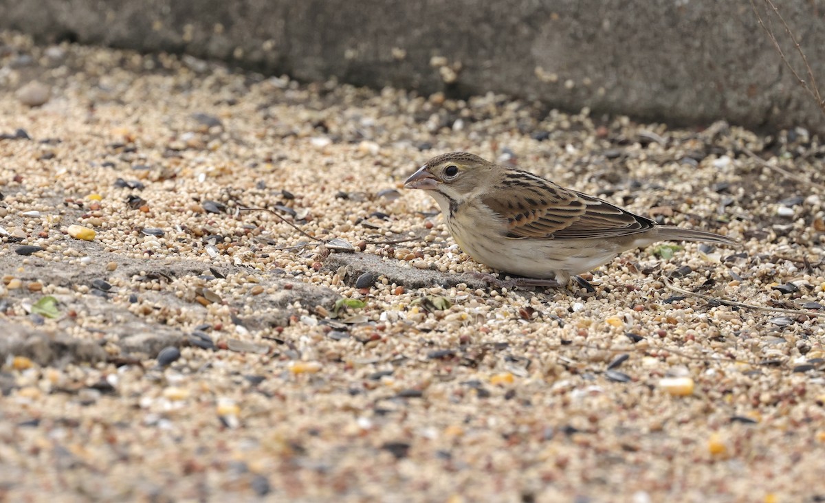 Dickcissel - ML646157394