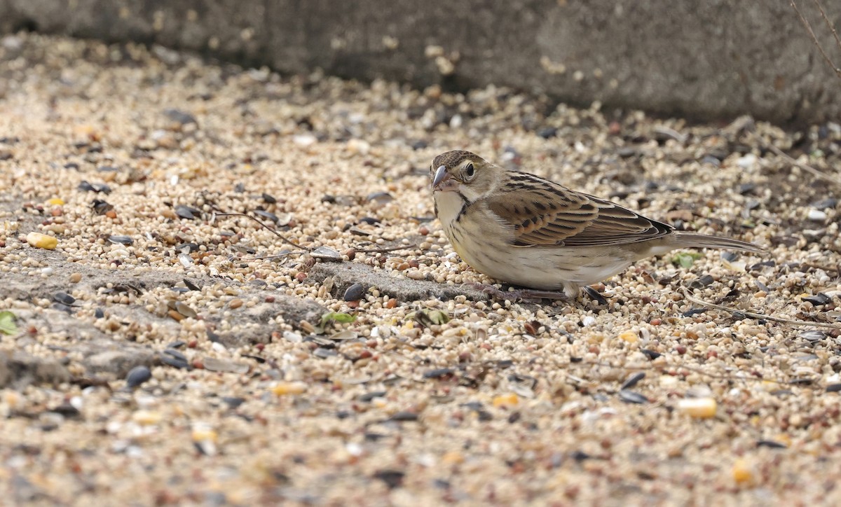 Dickcissel - ML646157395