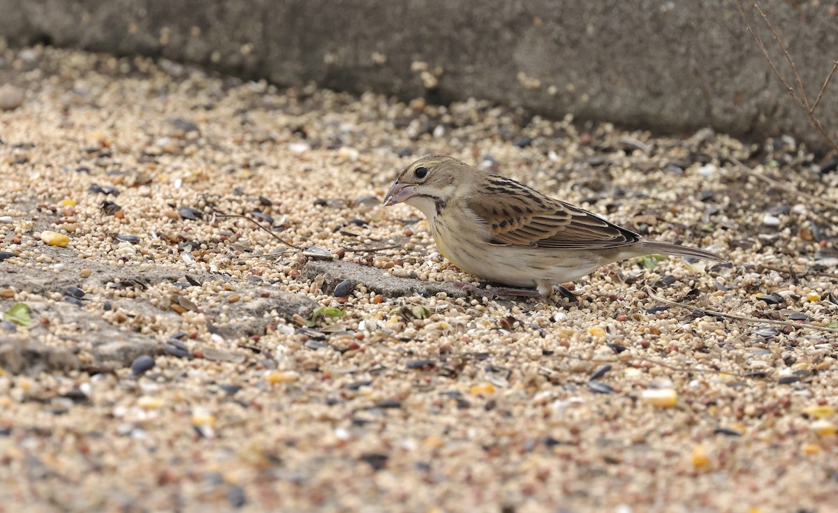 Dickcissel - ML646157396