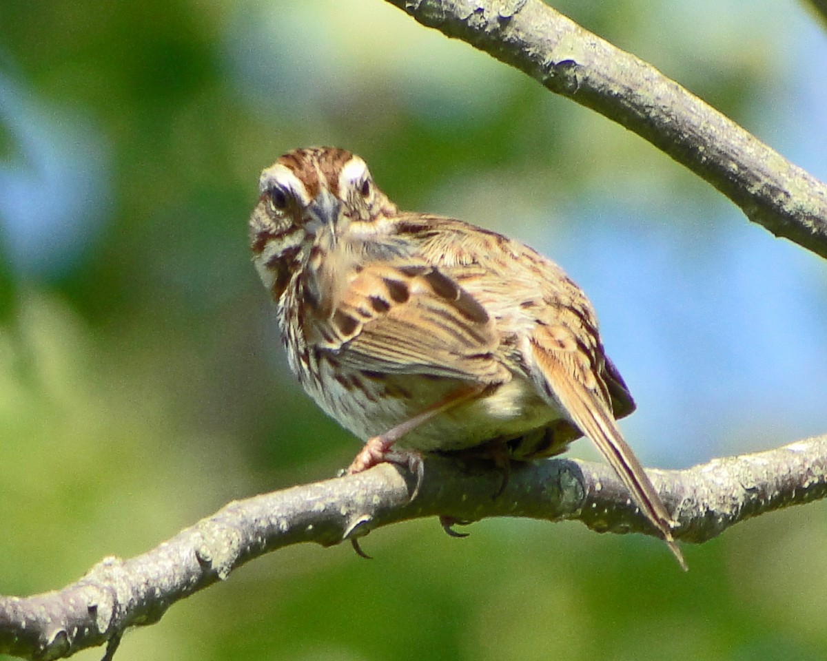Song Sparrow - ML646157401