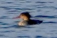 Red-breasted Merganser - ML646157419