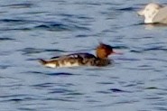 Red-breasted Merganser - ML646157420