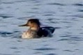 Red-breasted Merganser - ML646157421