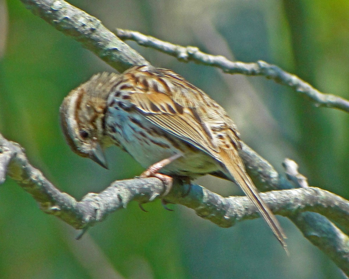 Song Sparrow - ML646157423
