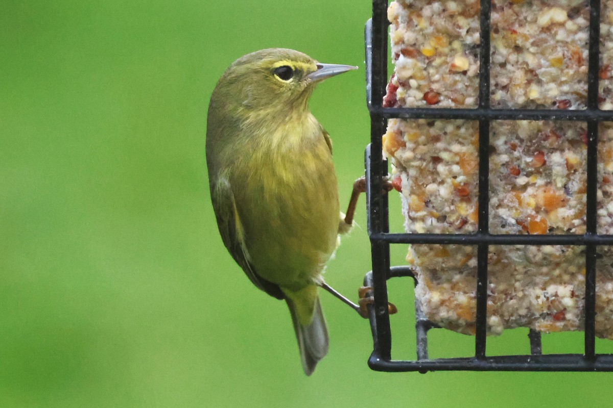 Orange-crowned Warbler - ML646157427