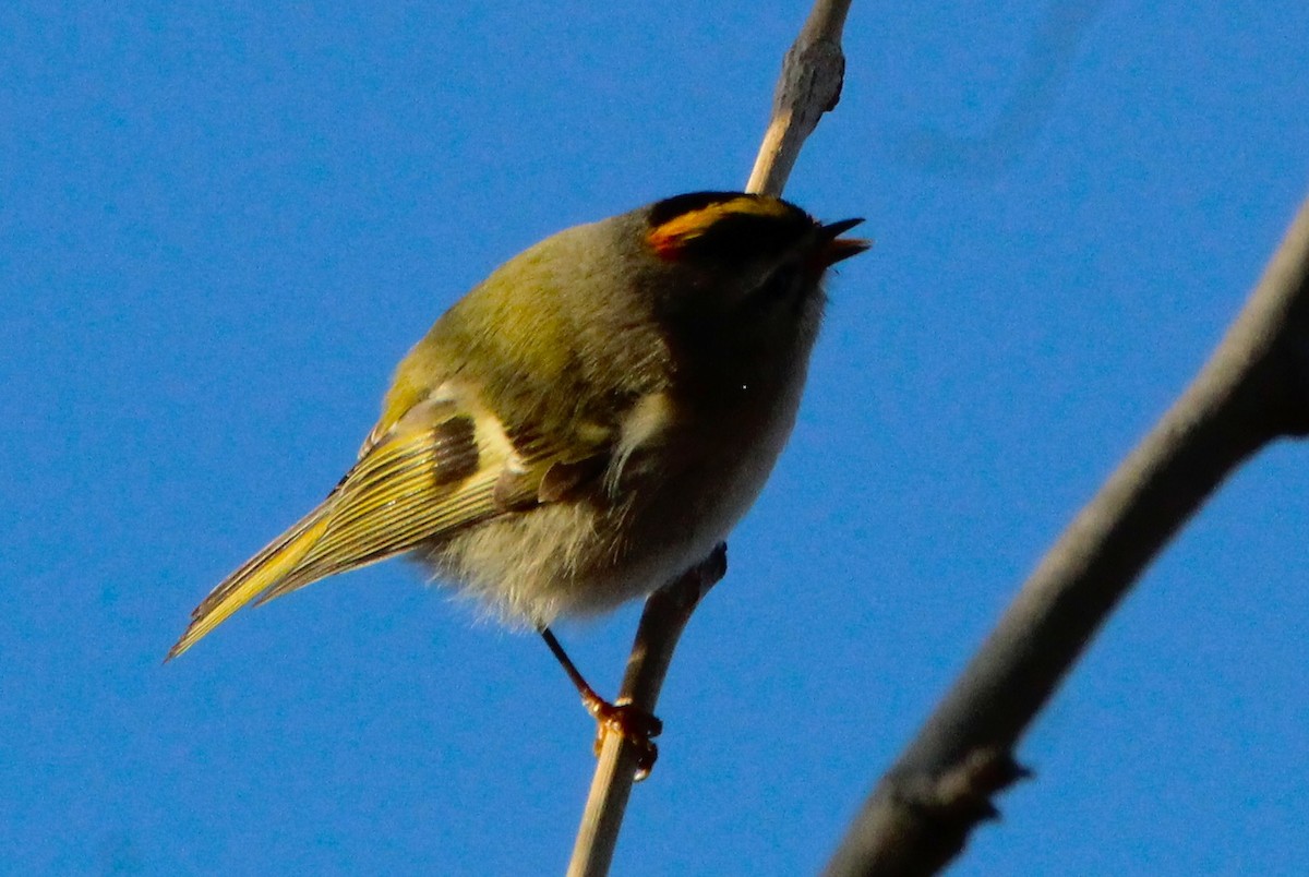 Golden-crowned Kinglet - ML646157429