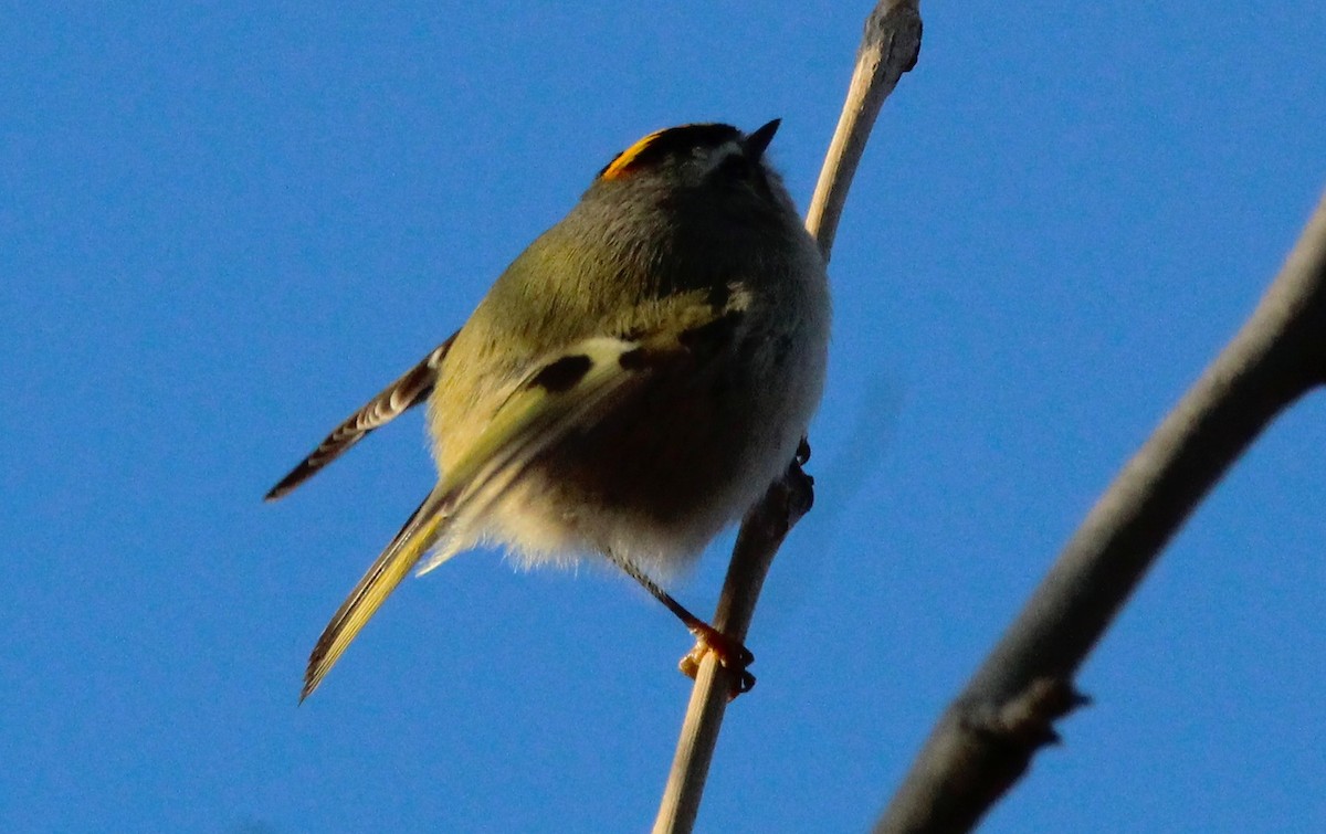 Golden-crowned Kinglet - ML646157430
