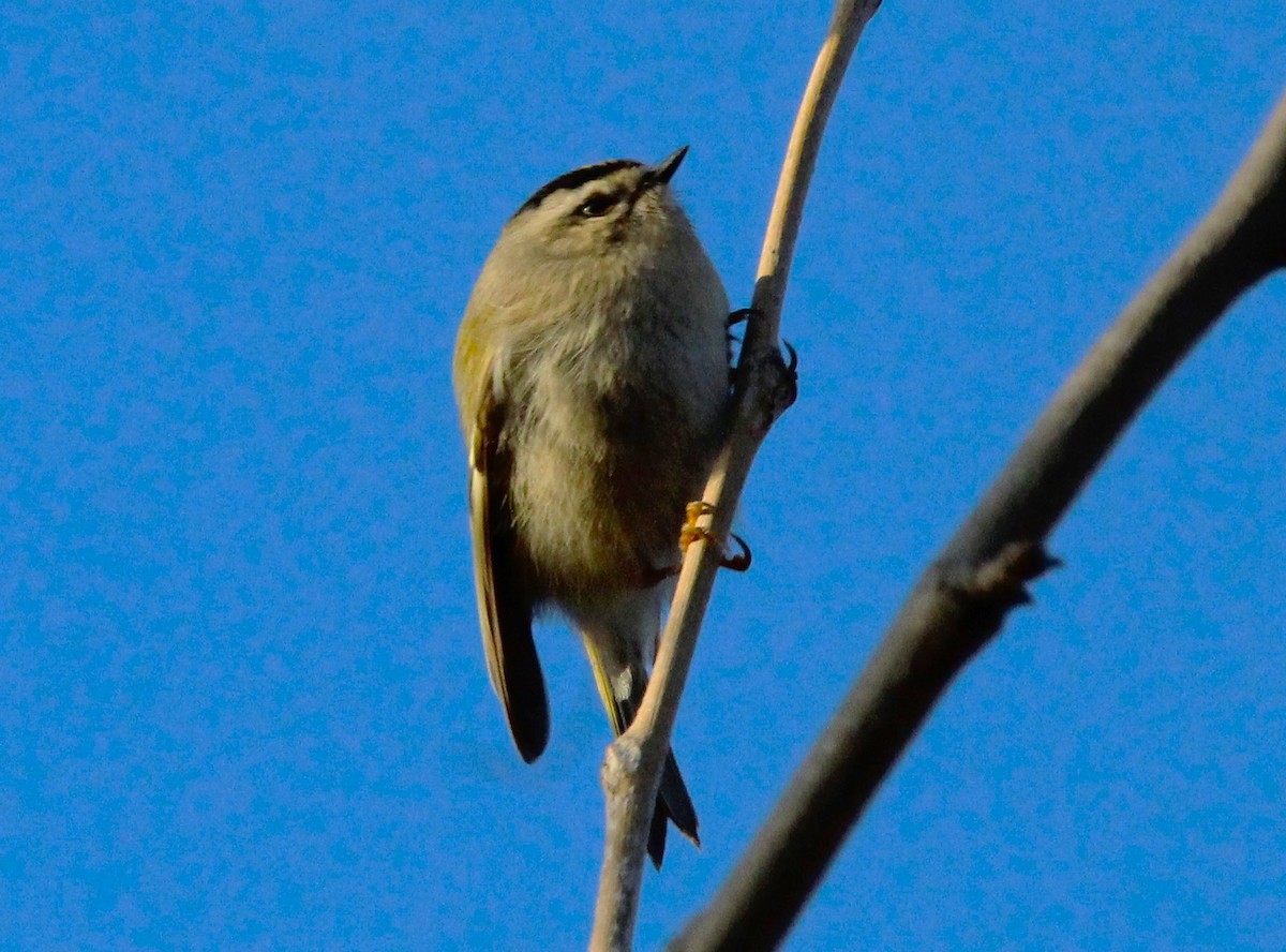 Golden-crowned Kinglet - ML646157431