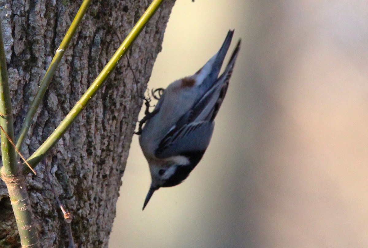 White-breasted Nuthatch - ML646157436
