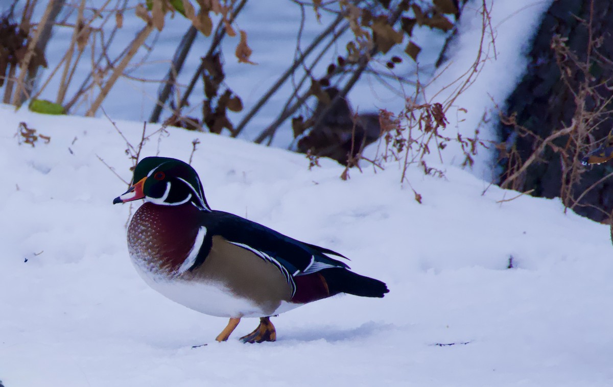 Wood Duck - ML646157439