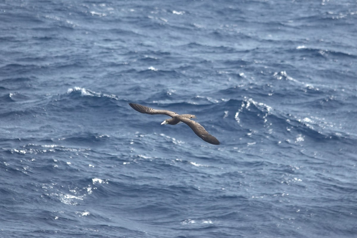 Brown Booby - ML646157444